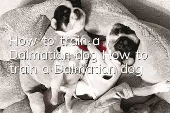 How to train a Dalmatian dog? How to train a Dalmatian dog!