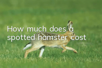 How much does a spotted hamster cost?