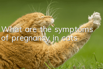 What are the symptoms of pregnancy in cats?