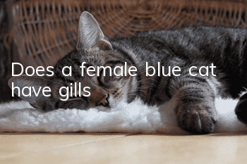Does a female blue cat have gills?