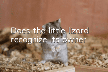 Does the little lizard recognize its owner?
