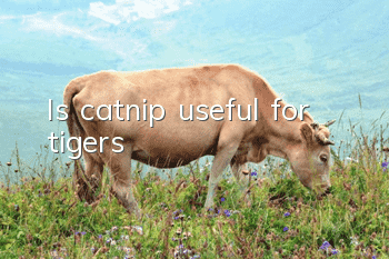 Is catnip useful for tigers?