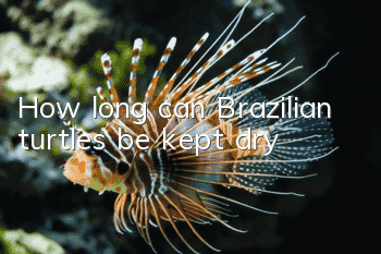 How long can Brazilian turtles be kept dry?