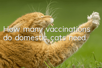How many vaccinations do domestic cats need?