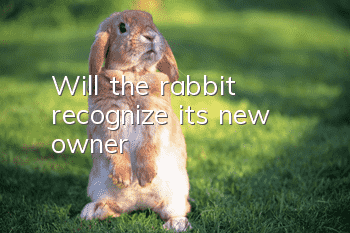 Will the rabbit recognize its new owner?