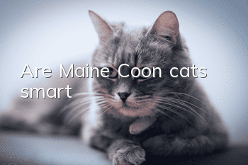 Are Maine Coon cats smart?