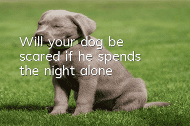 Will your dog be scared if he spends the night alone?