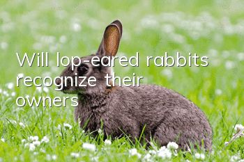 Will lop-eared rabbits recognize their owners?