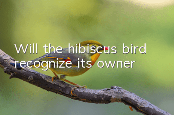 Will the hibiscus bird recognize its owner?