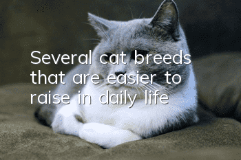 Several cat breeds that are easier to raise in daily life