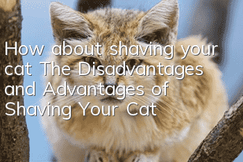 How about shaving your cat? The Disadvantages and Advantages of Shaving Your Cat!