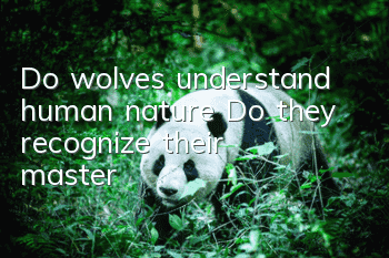 Do wolves understand human nature? Do they recognize their master?