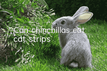 Can chinchillas eat cat strips?
