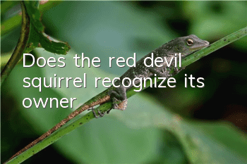 Does the red devil squirrel recognize its owner?