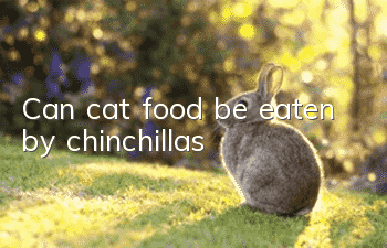 Can cat food be eaten by chinchillas?