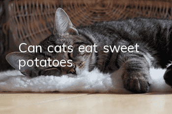 Can cats eat sweet potatoes?