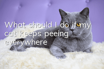 What should I do if my cat keeps peeing everywhere?
