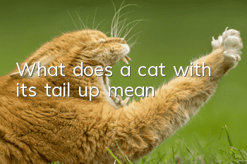 What does a cat with its tail up mean?