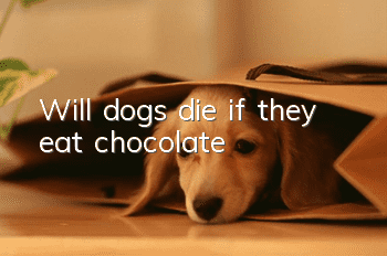 Will dogs die if they eat chocolate?