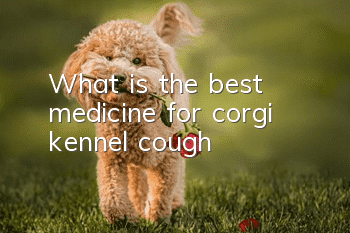 What is the best medicine for corgi kennel cough?
