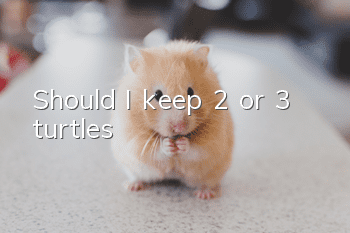 Should I keep 2 or 3 turtles?