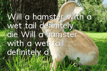 Will a hamster with a wet tail definitely die? Will a hamster with a wet tail definitely die?