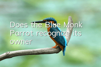 Does the Blue Monk Parrot recognize its owner?