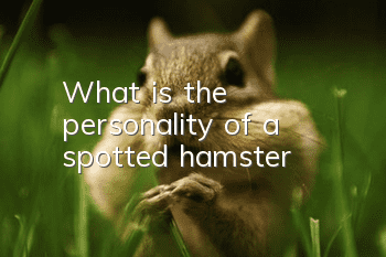 What is the personality of a spotted hamster?