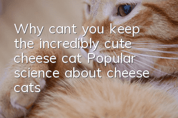 Why can’t you keep the incredibly cute cheese cat? Popular science about cheese cats!