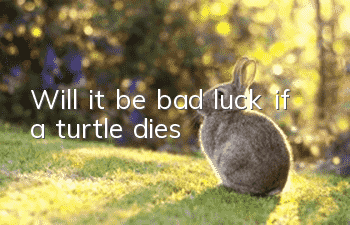 Will it be bad luck if a turtle dies?