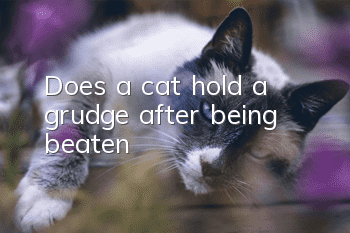 Does a cat hold a grudge after being beaten?