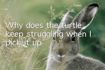 Why does the turtle keep struggling when I pick it up?