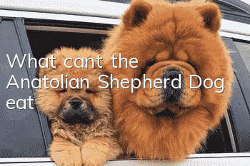 What can’t the Anatolian Shepherd Dog eat?