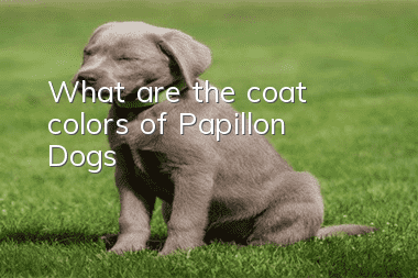 What are the coat colors of Papillon Dogs?