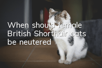 When should female British Shorthair cats be neutered?