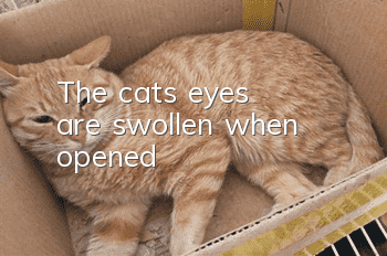 The cat's eyes are swollen when opened