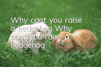 Why can’t you raise a hedgehog? Why can’t you raise a hedgehog?