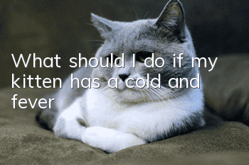 What should I do if my kitten has a cold and fever?