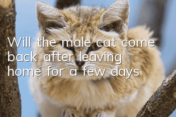 Will the male cat come back after leaving home for a few days?