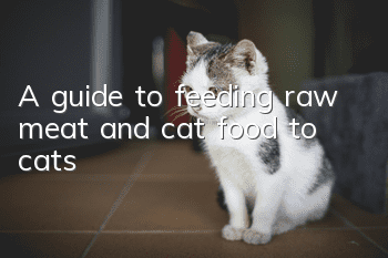 A guide to feeding raw meat and cat food to cats