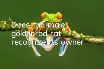 Does the male goldenrod rat recognize its owner?