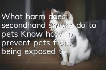 What harm does secondhand smoke do to pets? Know how to prevent pets from being exposed to second-hand smoke