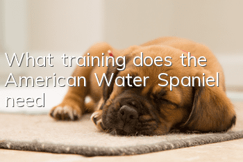 What training does the American Water Spaniel need?