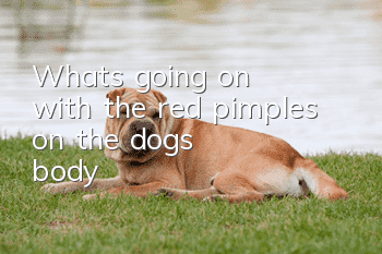 What's going on with the red pimples on the dog's body?