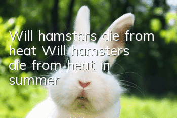 Will hamsters die from heat? Will hamsters die from heat in summer?