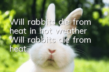 Will rabbits die from heat in hot weather? Will rabbits die from heat?
