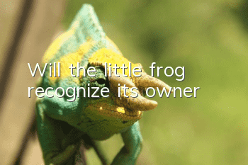 Will the little frog recognize its owner?