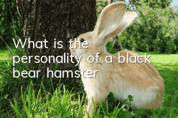 What is the personality of a black bear hamster?