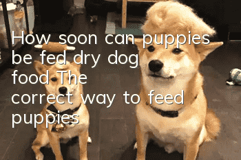 How soon can puppies be fed dry dog ​​food? The correct way to feed puppies!