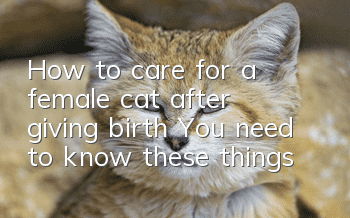 How to care for a female cat after giving birth? You need to know these things!